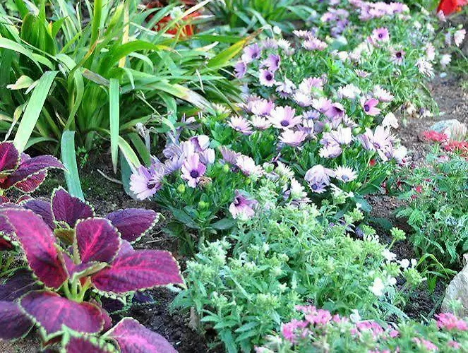 מלון Horta Rosell